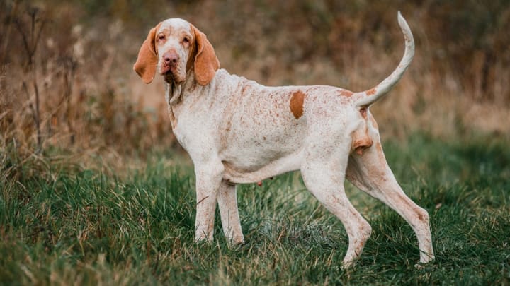 Foto: erwachsener Hund der Rasse Bracco Italiano