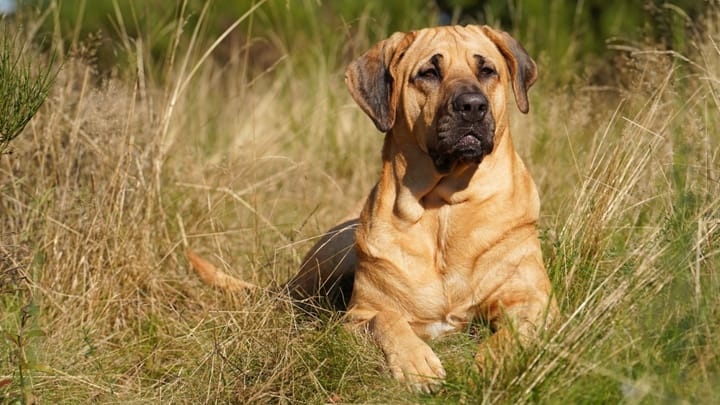 Foto: erwachsener Hund der Rasse Broholmer