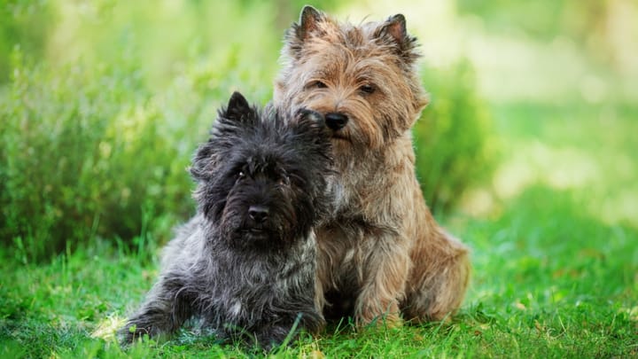 Foto: cane adulto di razza Cairn Terrier