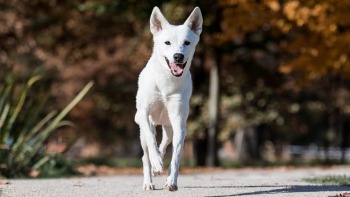 Foto: cane adulto di razza Canaan Dog