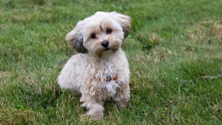 Foto: cane adulto di razza Morkie