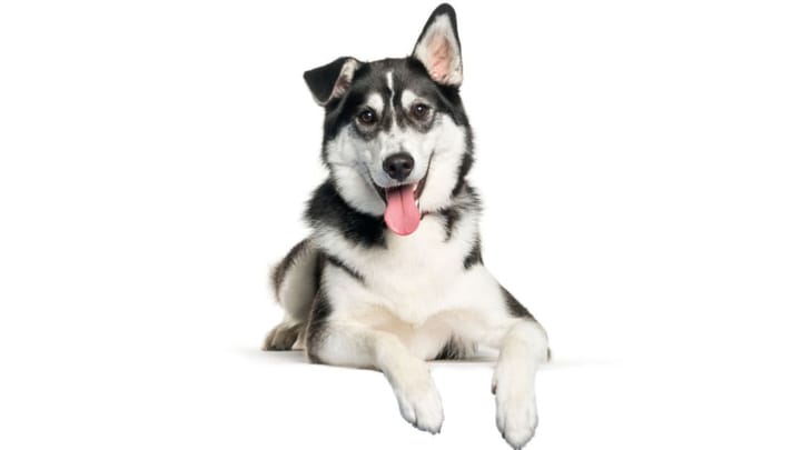 Photo : chien adulte de race Labsky