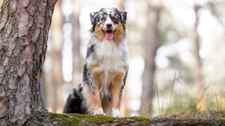 Foto: erwachsener Hund der Rasse Australian Shepherd