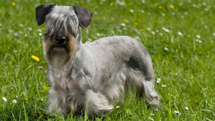 Foto: volwassen hond ras Cesky Terrier