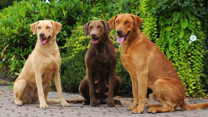 Foto: cane adulto di razza Chesapeake Bay Retriever