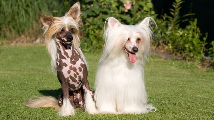 Foto: cane adulto di razza Chinese Crested Dog