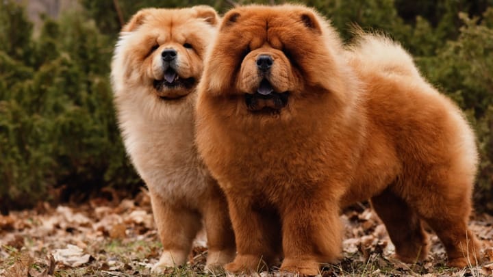 Photo: adult dog of Chow Chow breed