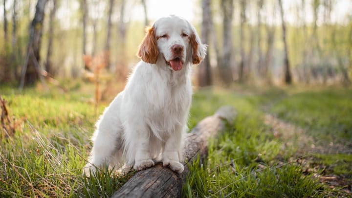 Photo : chien adulte de race Clumber Spaniel
