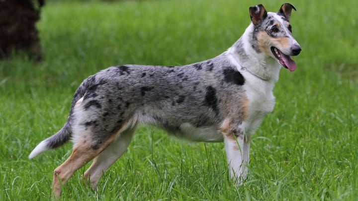 Foto: erwachsener Hund der Rasse Kurzhaarcollie