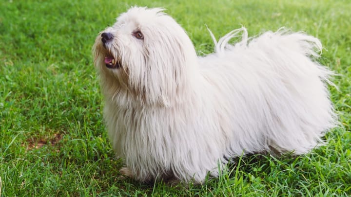 Zdjęcie: dorosły pies rasa Coton de Tulear