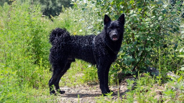 Foto: cane adulto di razza Pastore croato