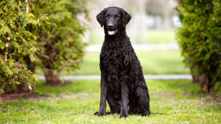 Foto: erwachsener Hund der Rasse Curly Coated Retriever