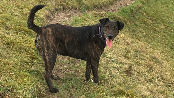 Foto: erwachsener Hund der Rasse Cursinu