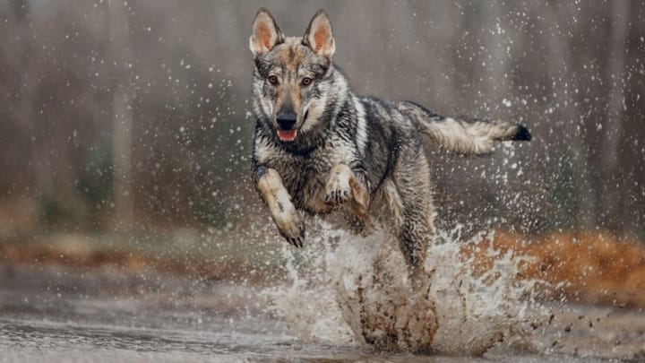 Foto: volwassen hond ras Tsjechoslowaakse Wolfhond
