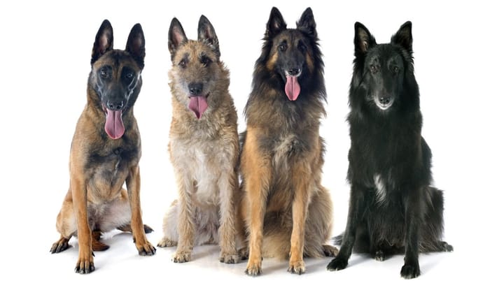 Foto: cane adulto di razza Pastore belga