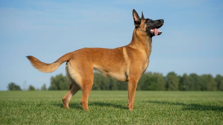 Foto: volwassen hond ras Malinois