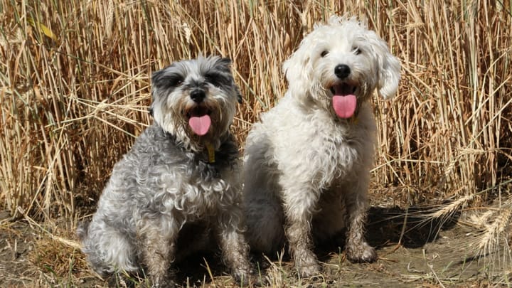 Photo : chien adulte de race Schnoodle