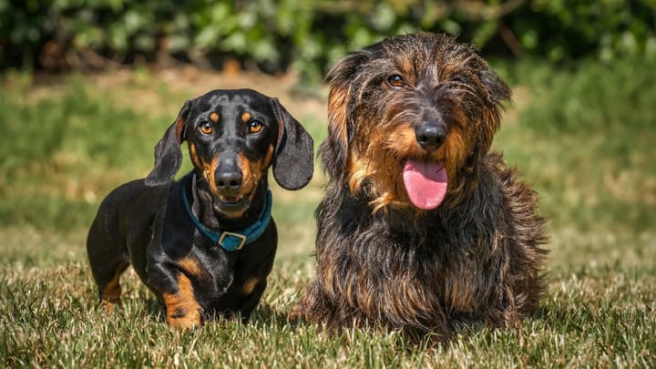 Foto: volwassen hond ras Teckel