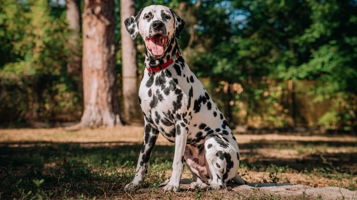 Photo : chien adulte de race Dalmatien