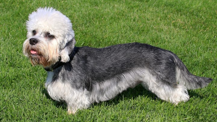 Photo : chien adulte de race Dandie Dinmont Terrier