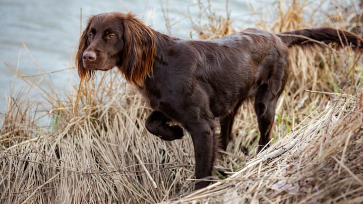 Foto: cane adulto di razza Cane da ferma tedesco a pelo lungo