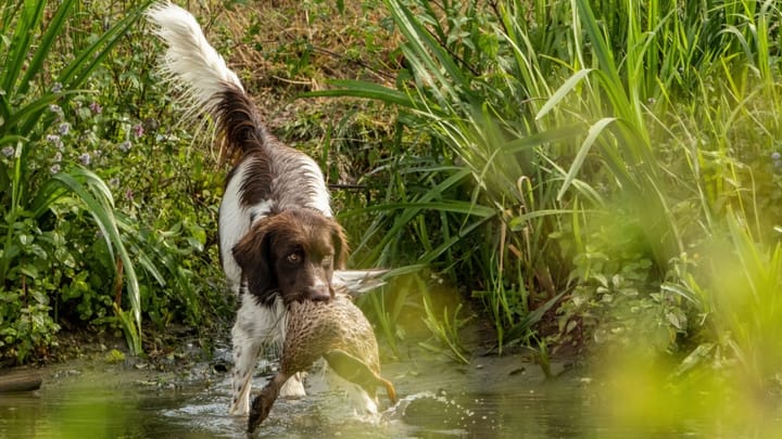 Photo : chien adulte de race Épagneul à perdrix de Drente