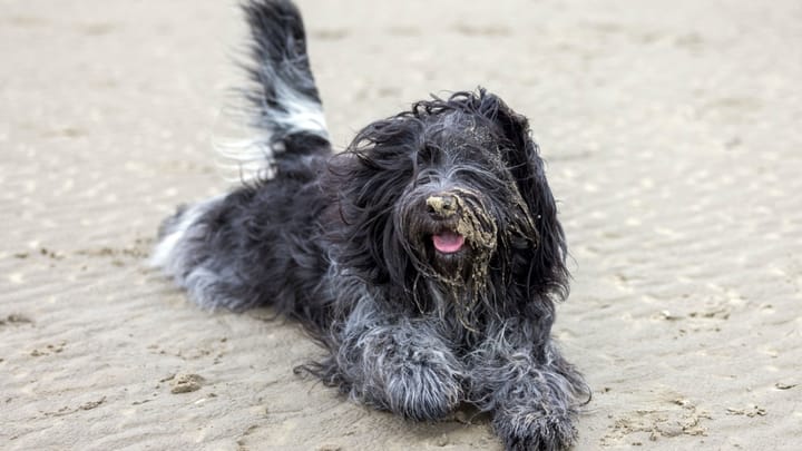 Photo : chien adulte de race Schapendoes néerlandais