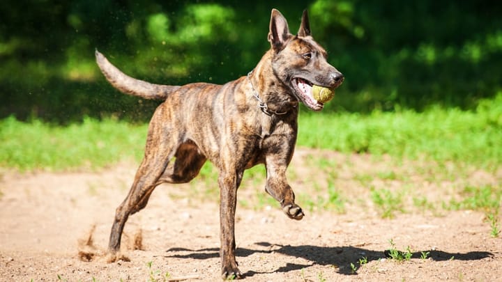 Foto: erwachsener Hund der Rasse Holländischer Schäferhund