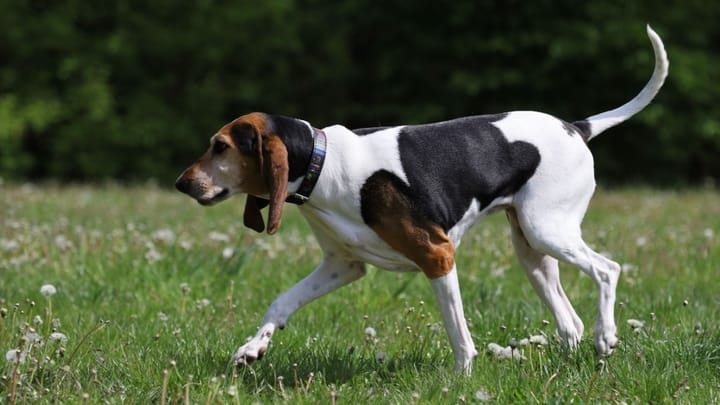 Foto: cane adulto di razza Foxhound