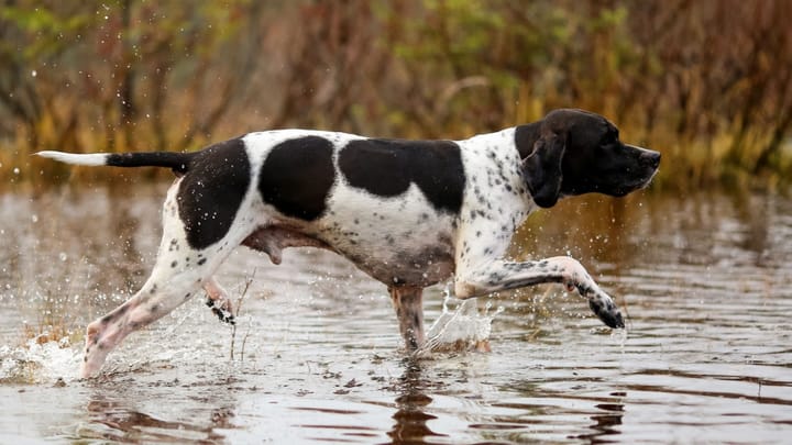 Foto: volwassen hond ras Engelse Pointer