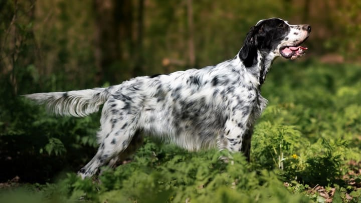 Photo: adult dog of English Setter breed
