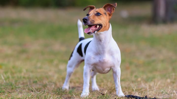 Foto: erwachsener Hund der Rasse Jack Russell Terrier