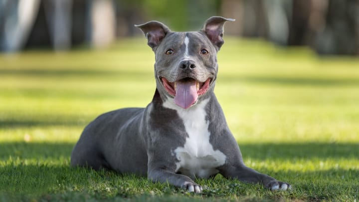 Foto: volwassen hond ras Pitbull
