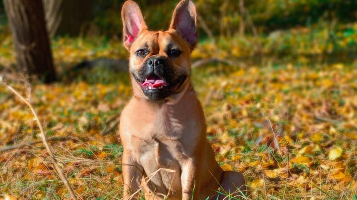 Zdjęcie: dorosły pies rasa Buldog francuski