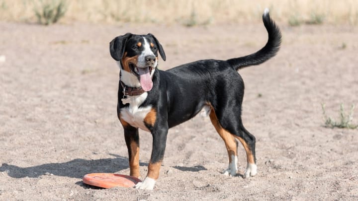 Foto: cane adulto di razza Bovaro dell'Entlebuch