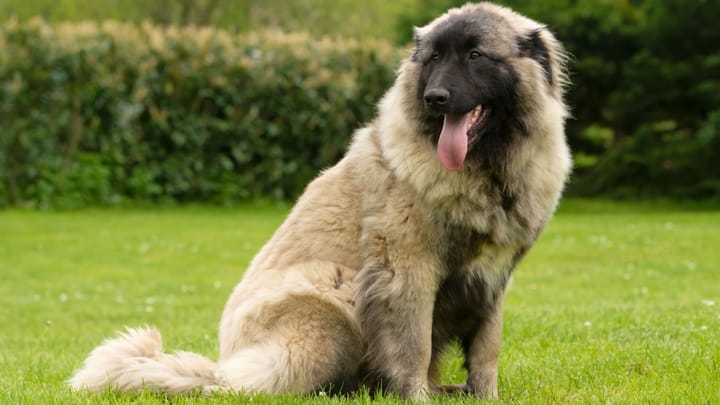 Foto: cane adulto di razza Cane da Sierra di Estrela