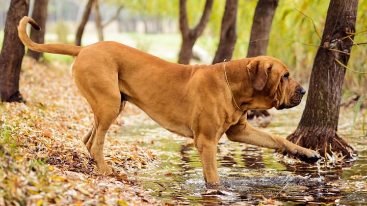 Foto: volwassen hond ras Fila Brasileiro