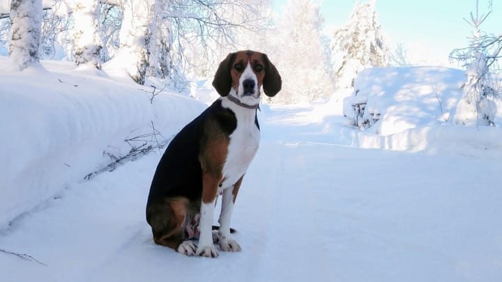 Foto: volwassen hond ras Finse brak