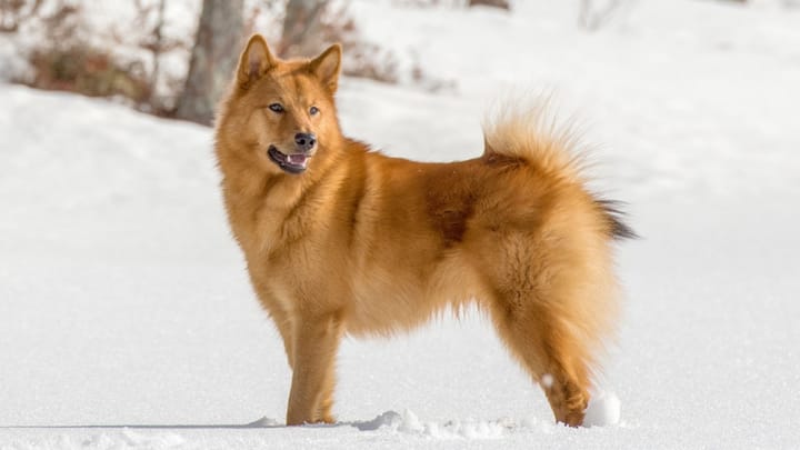 Foto: erwachsener Hund der Rasse Finnischer Spitz