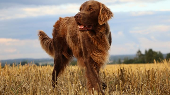 Foto: erwachsener Hund der Rasse Flat Coated Retriever