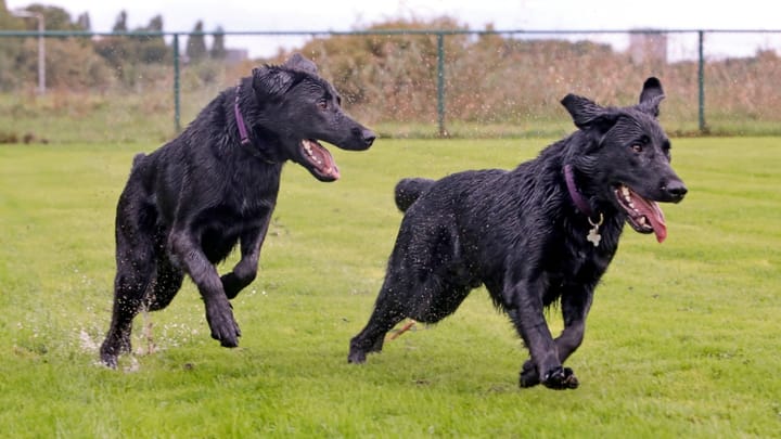 Foto: volwassen hond ras Sheprador