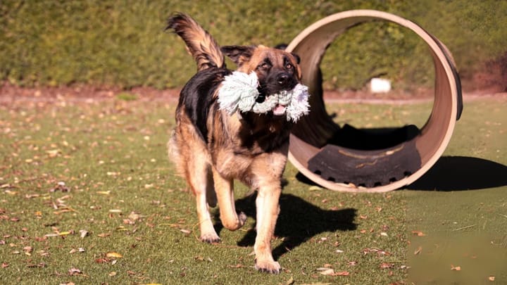 Foto: volwassen hond ras Golden Shepherd