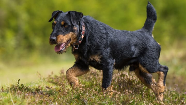 Photo : chien adulte de race Jagdterrier
