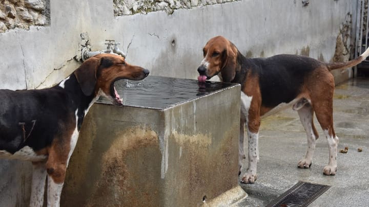 Foto: erwachsener Hund der Rasse Français Tricolore