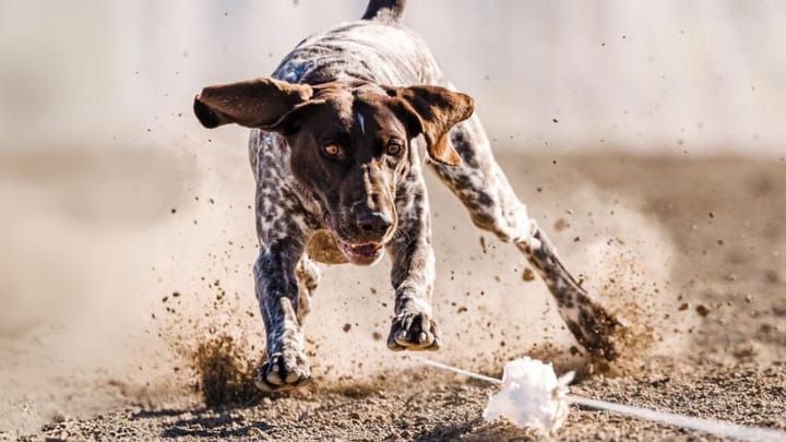 Foto: erwachsener Hund der Rasse Deutsch Kurzhaar