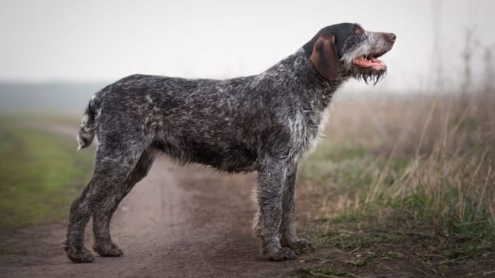 Photo : chien adulte de race Braque allemand à poil dur