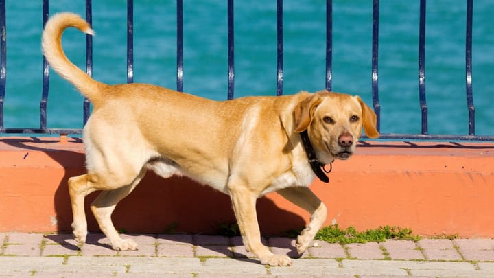 Photo: adult dog of Goldador breed