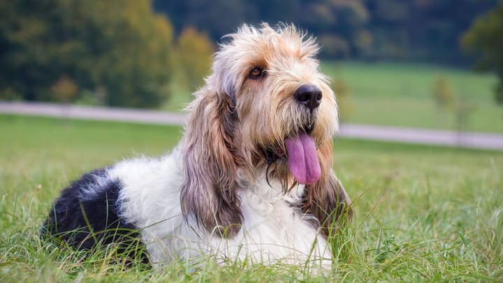Foto: erwachsener Hund der Rasse Grand Basset Griffon Vendeen