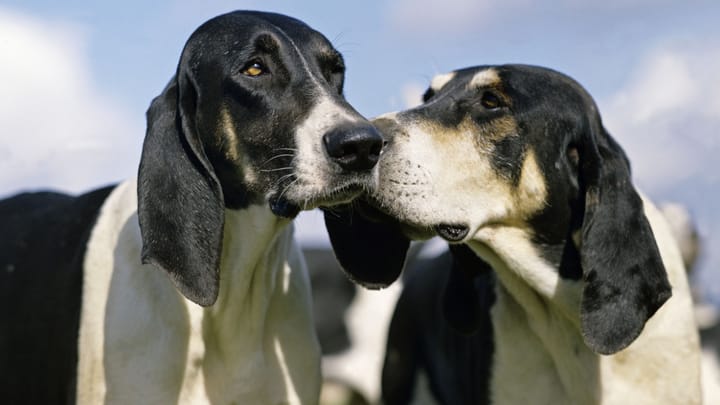 Photo : chien adulte de race Grand Anglo-Français blanc et noir