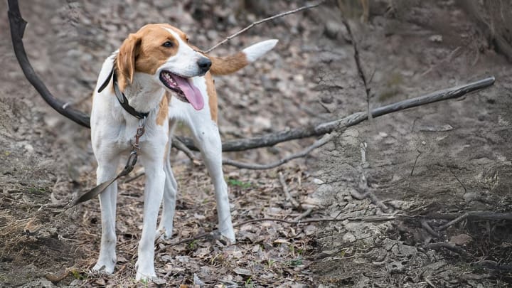 Foto: erwachsener Hund der Rasse Grand Anglo-Français Blanc et Orange